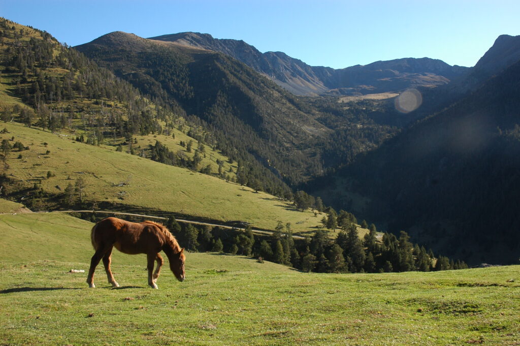 Cavall a la natura.