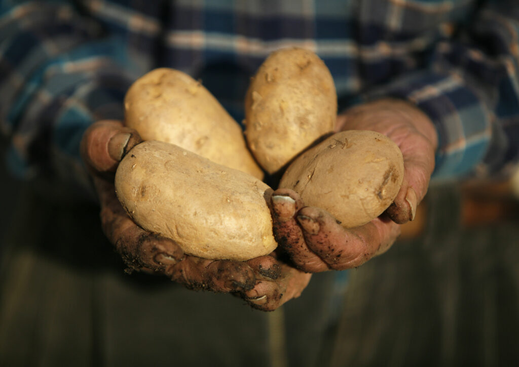 Patates by Anton Brians