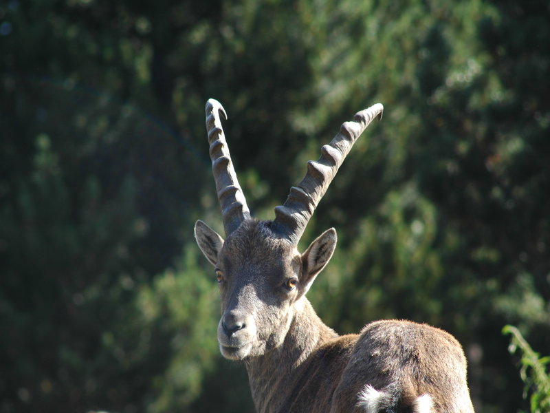 Fauna i flora del Parc Animalier dels Angles